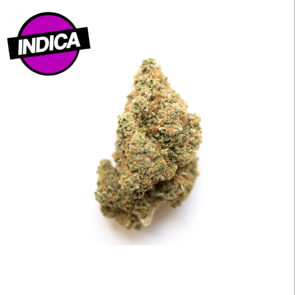 Silver Back Gorilla